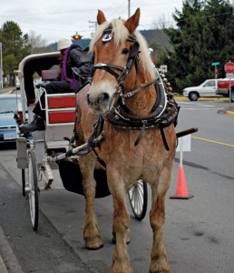 Saanichton Community Christmas