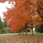 Fall Colors - Debbie Modderman