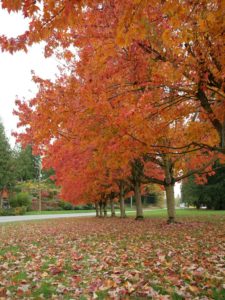 Fall Colors - Debbie Modderman