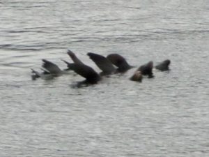 Sea Lion Synchronized Swimming - Lisa Tonken