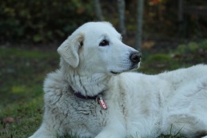 "Tika" - Charlie and Linda