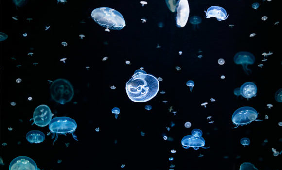 Salish Sea News – A Jarful of Jellies: How to Grow a Jellyfish