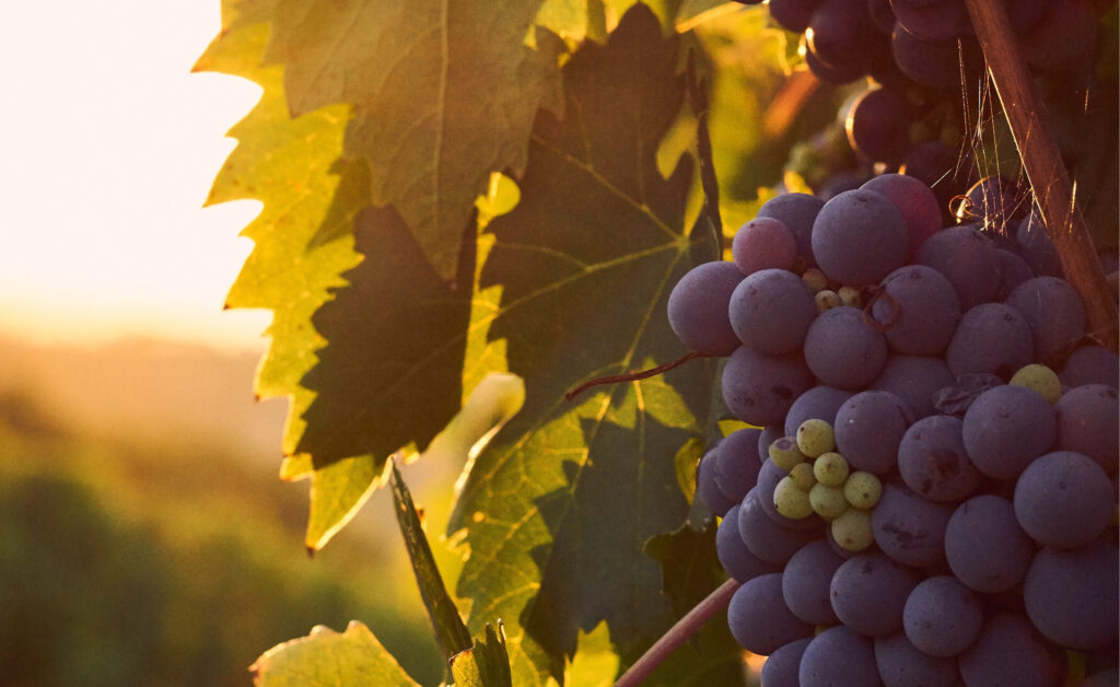 Off The Vine – Natural Selection: How BC Wineries are Adapting to Survive