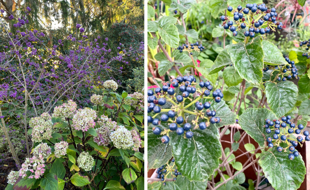 West Coast Gardener - Bountiful Berries of Winter Gardens