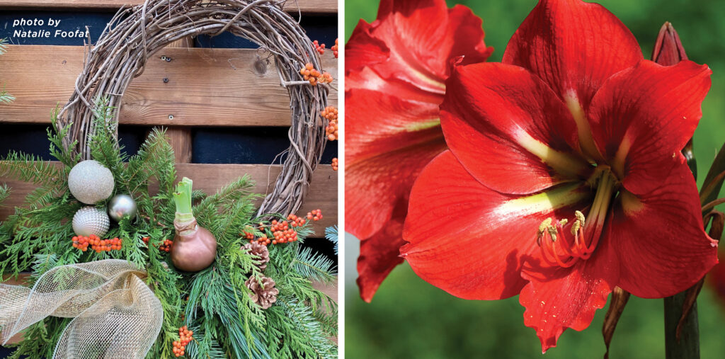 Unique Flowering Amaryllis Wreath