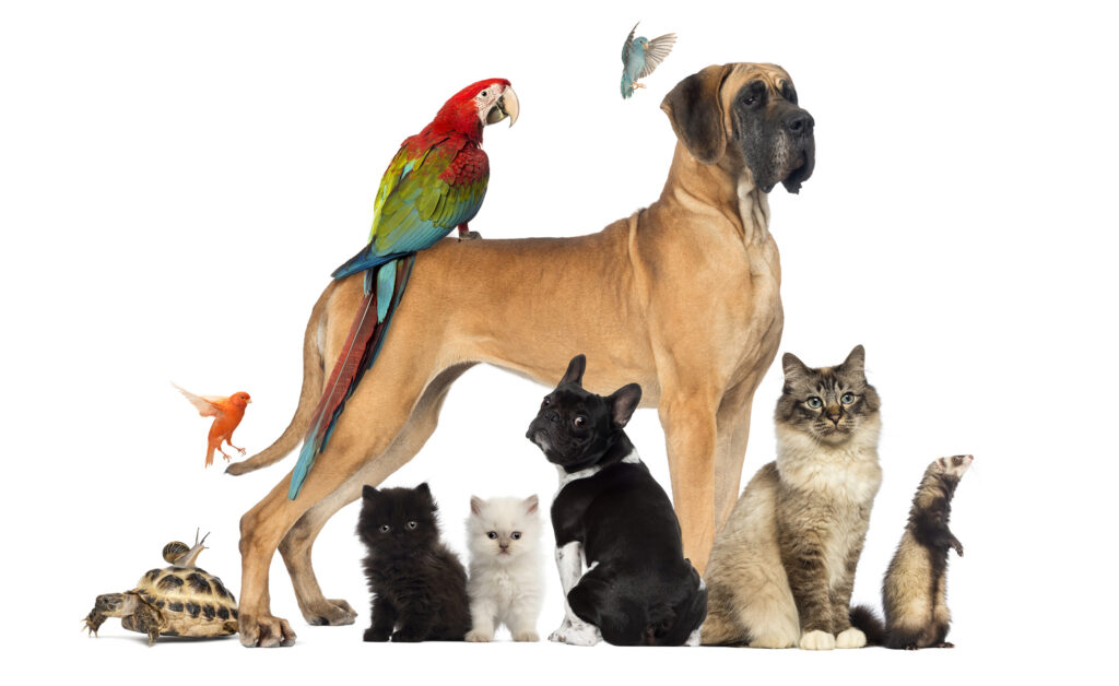 Pet Talk – Is Pet  Adoption Right for You?