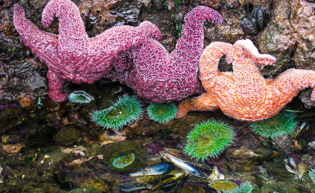 Earth Matters – The Intertidal Zone Discover Our Shoreline Neighbours