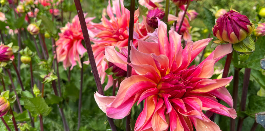West Coast Garden – Goodbye Law Courts – Hello Flowers!