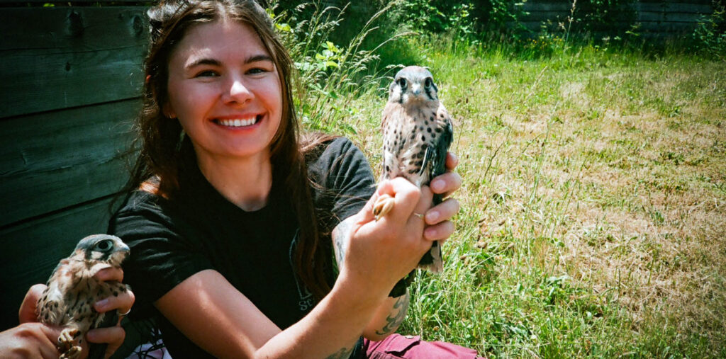 American Kestrel: The Peninsula’s Tiny Falcon