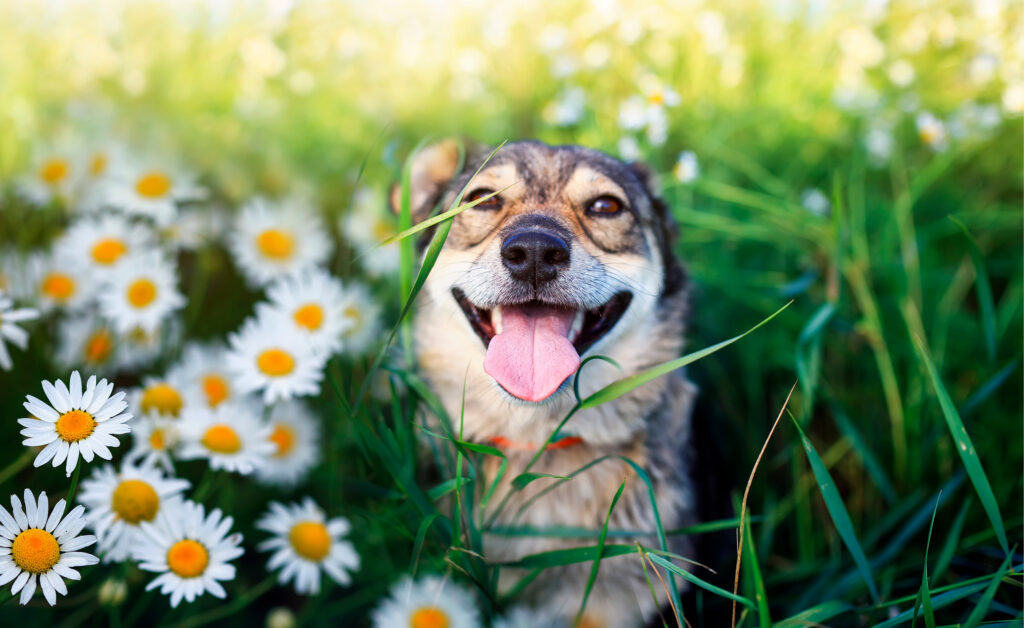Pet Talk - The Joys (and Hazards) of Spring!