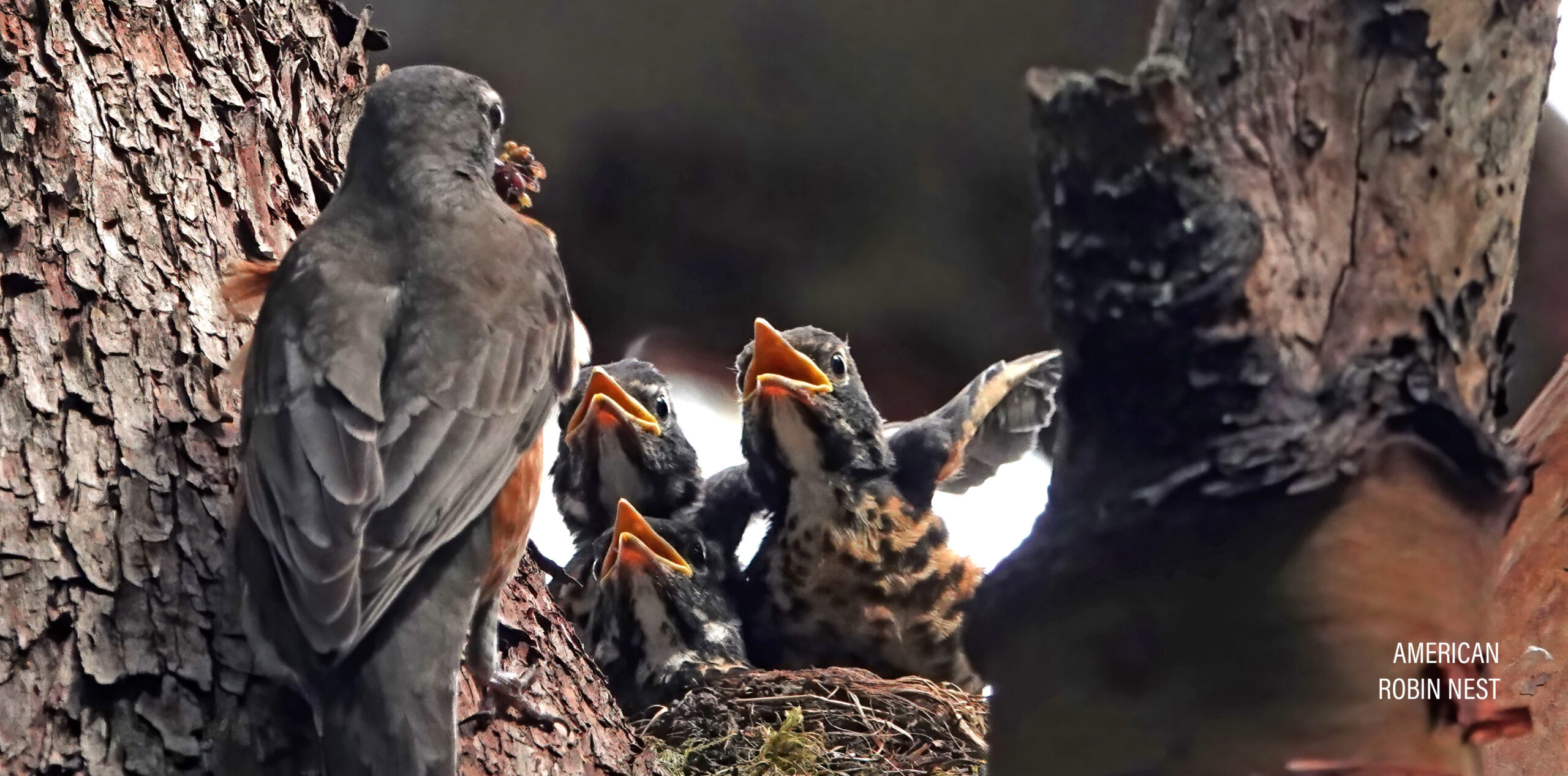 BabyBird0626