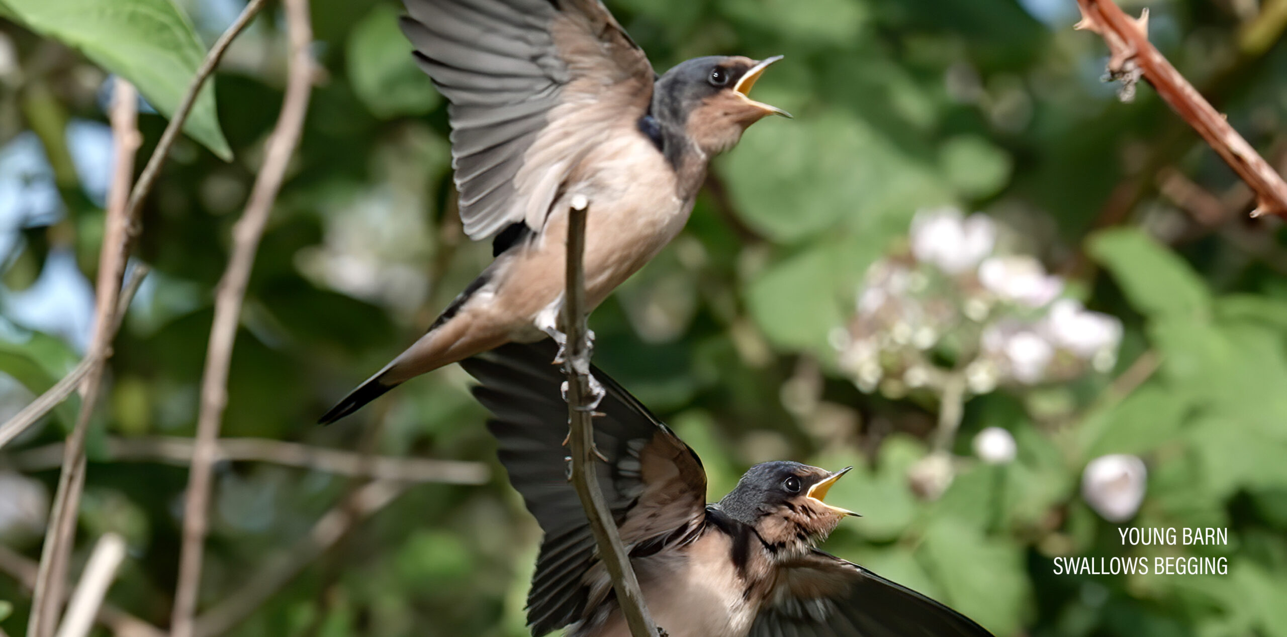 BabyBird06262