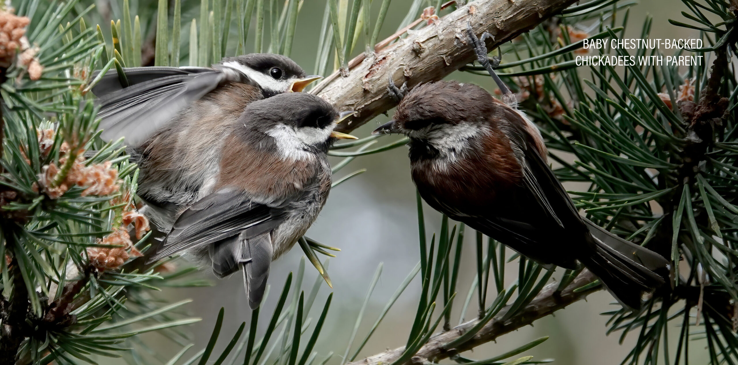 BabyBird06263