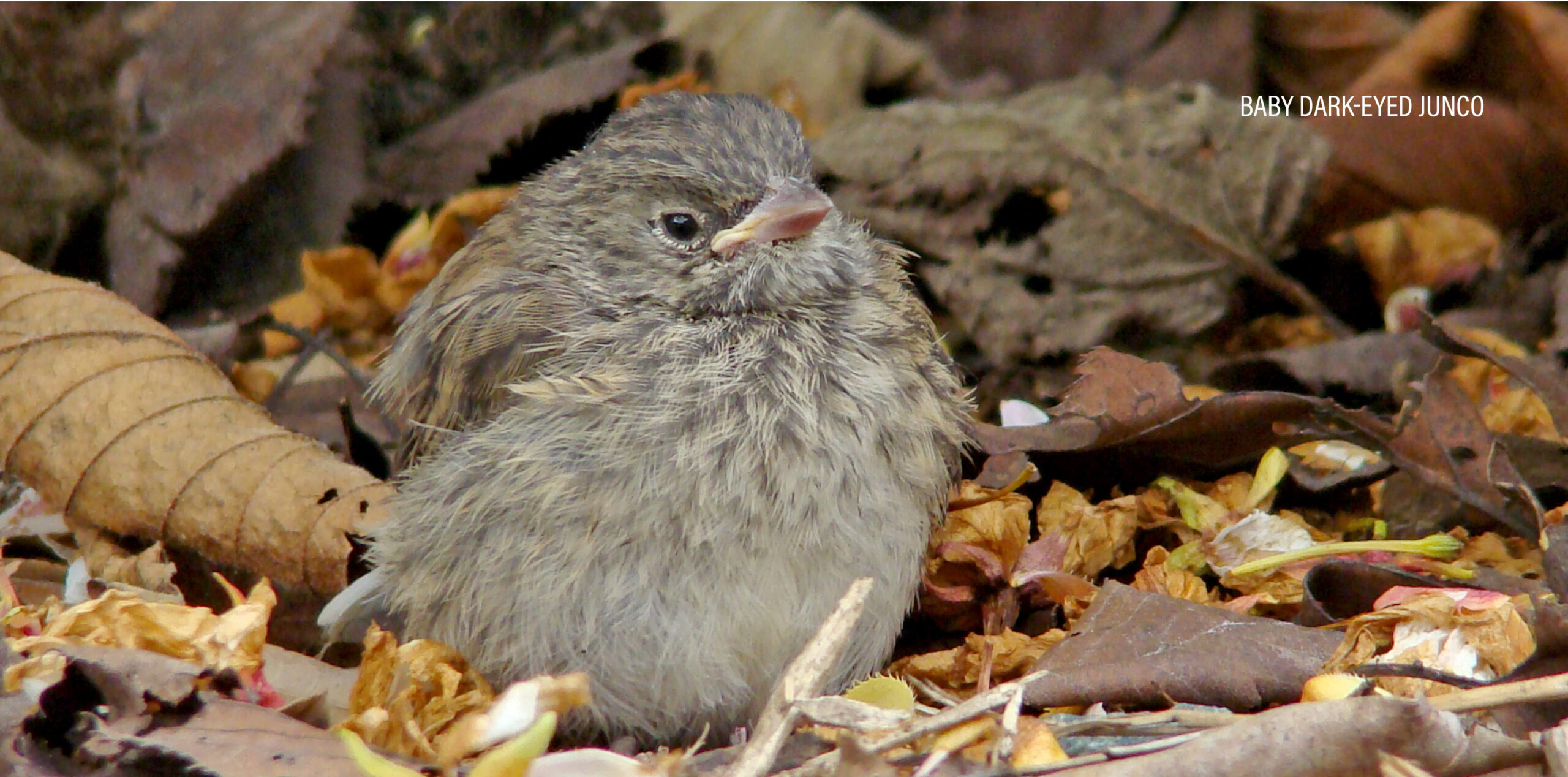 BabyBird06264