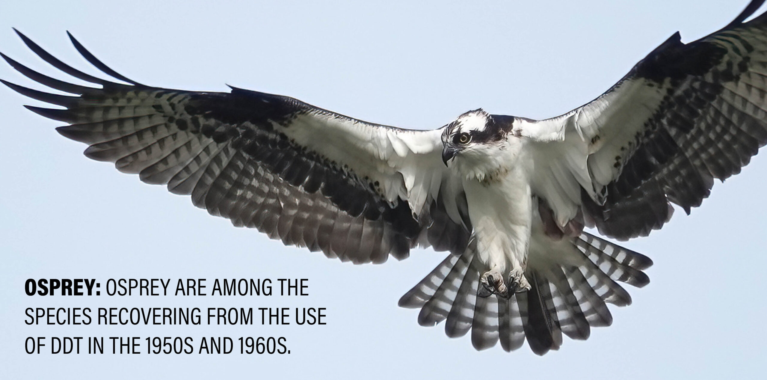 BirdsCount0826