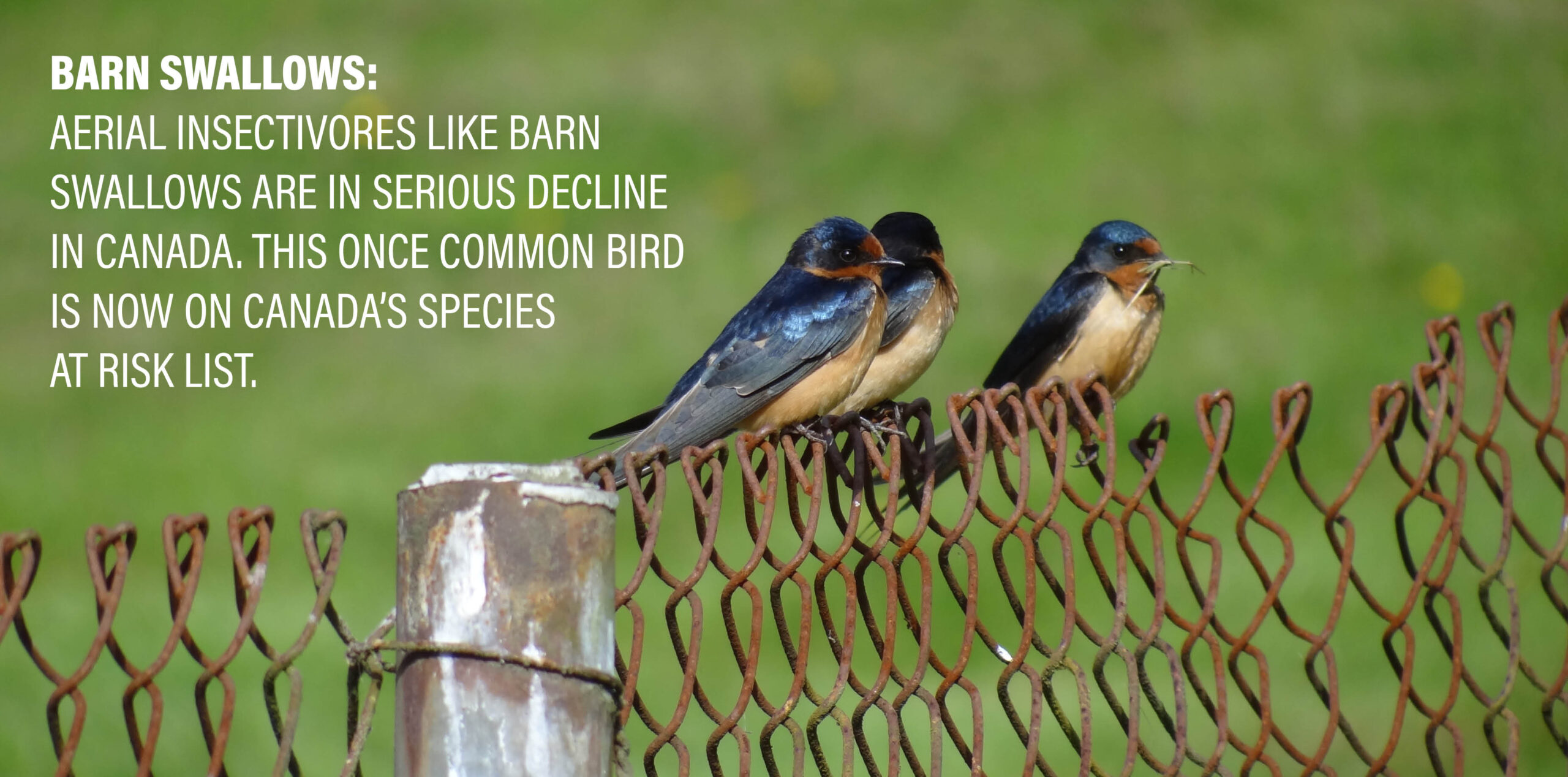 BirdsCount08263