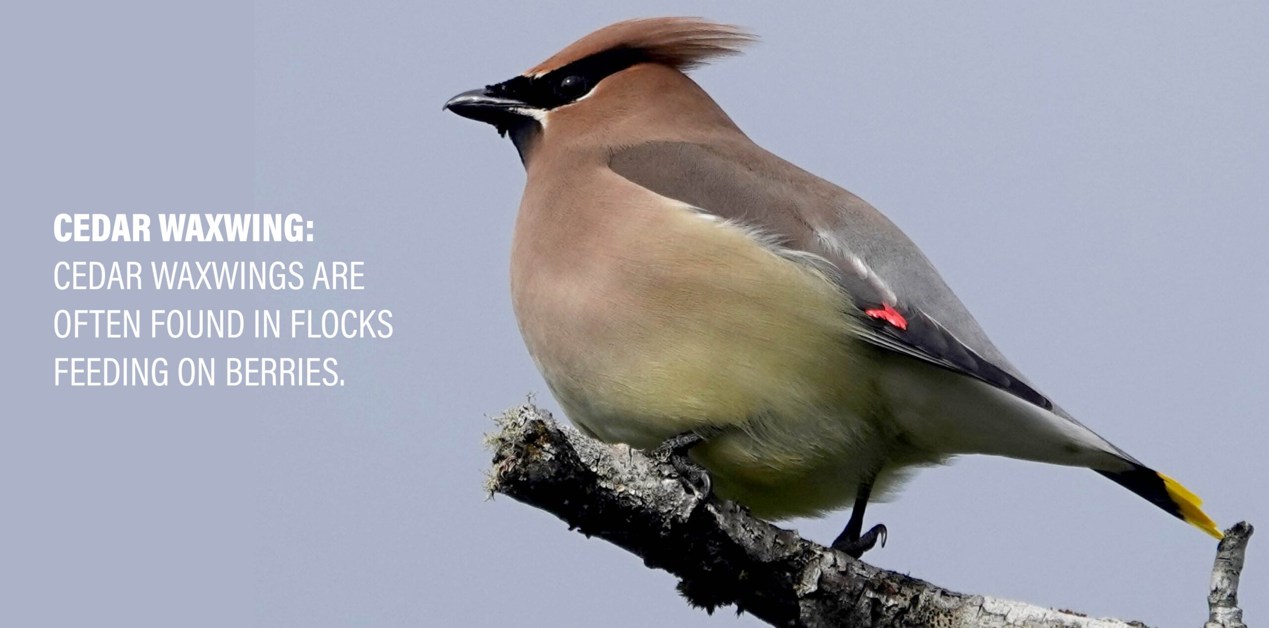 BirdsCount08264