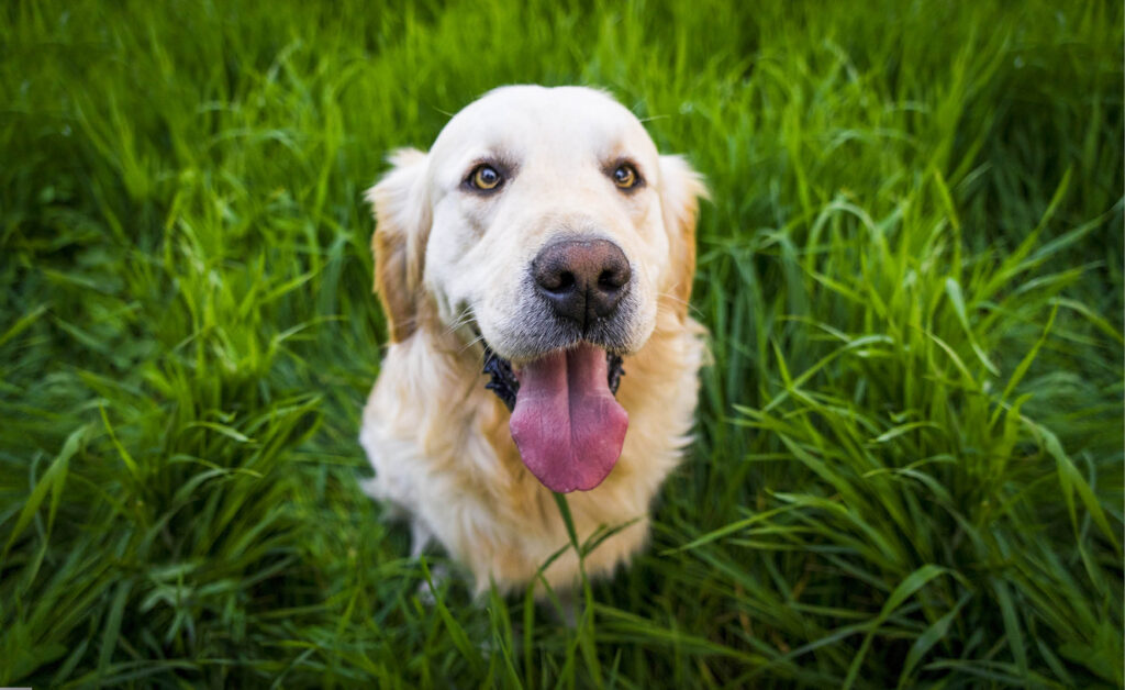 Pet Talk – Cooties, Germs & Worms, Oh My!